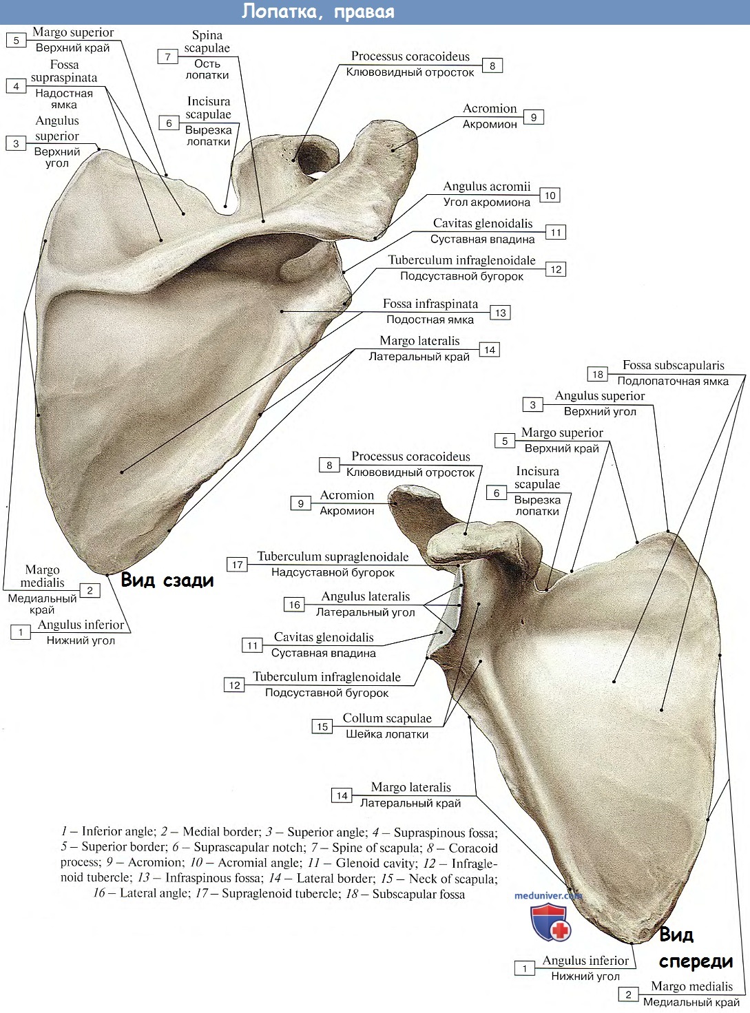 Лопатка анатомия Синельников