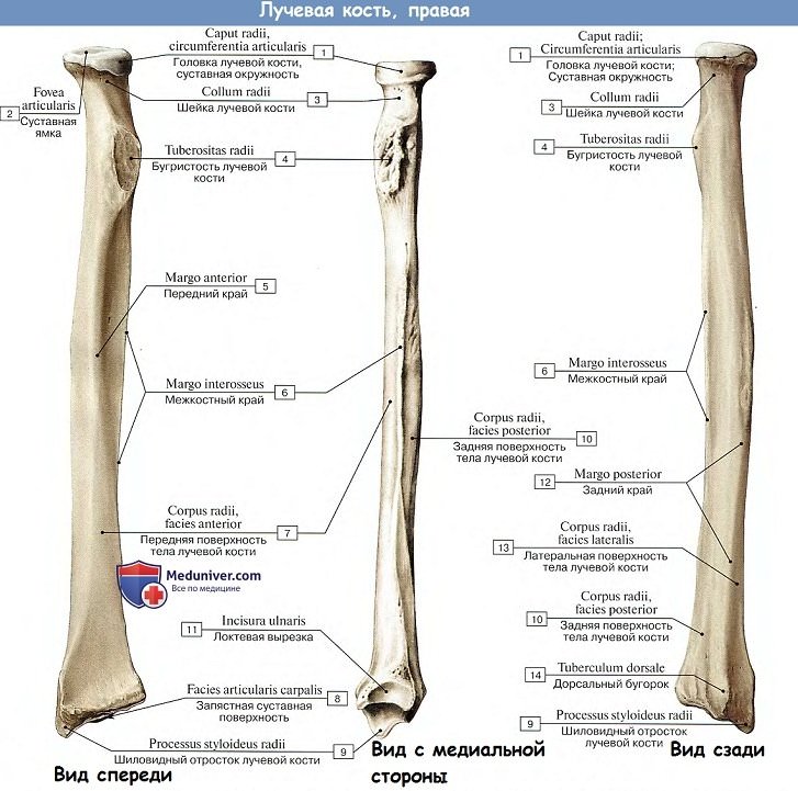 Анатомия: Лучевая кость, правая