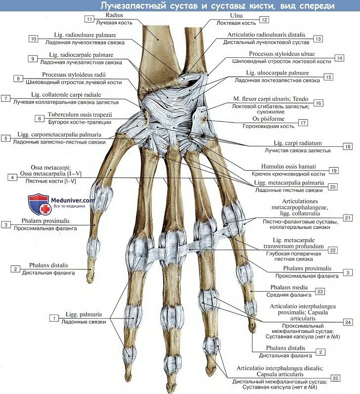 Анатомия: Лучезапястный сустав и суставы кисти
