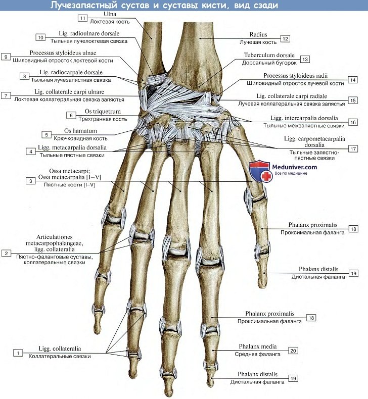 Анатомия: Лучезапястный сустав и суставы кисти