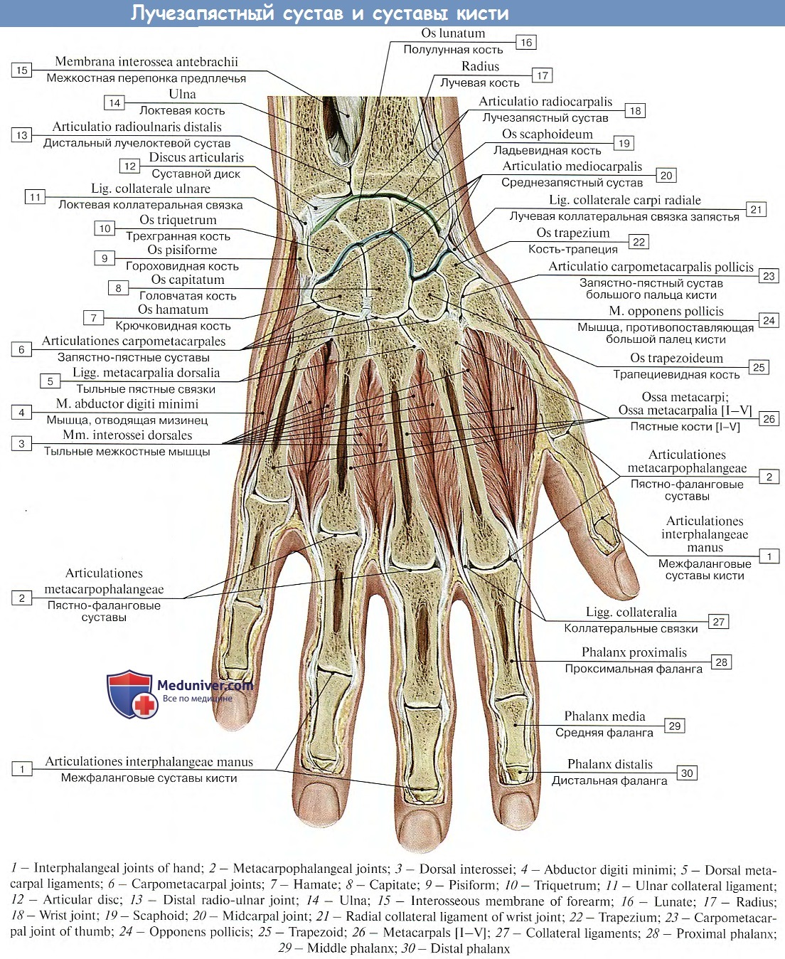 Как рисовать кисть руки? Анатомия для художника — fitdiets.ru
