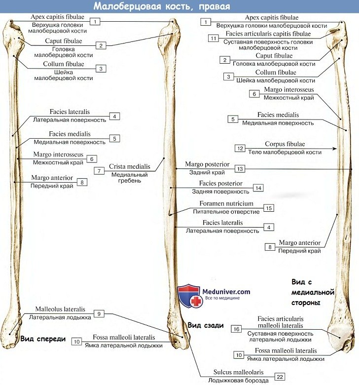 Анатомия: Малоберцовая кость