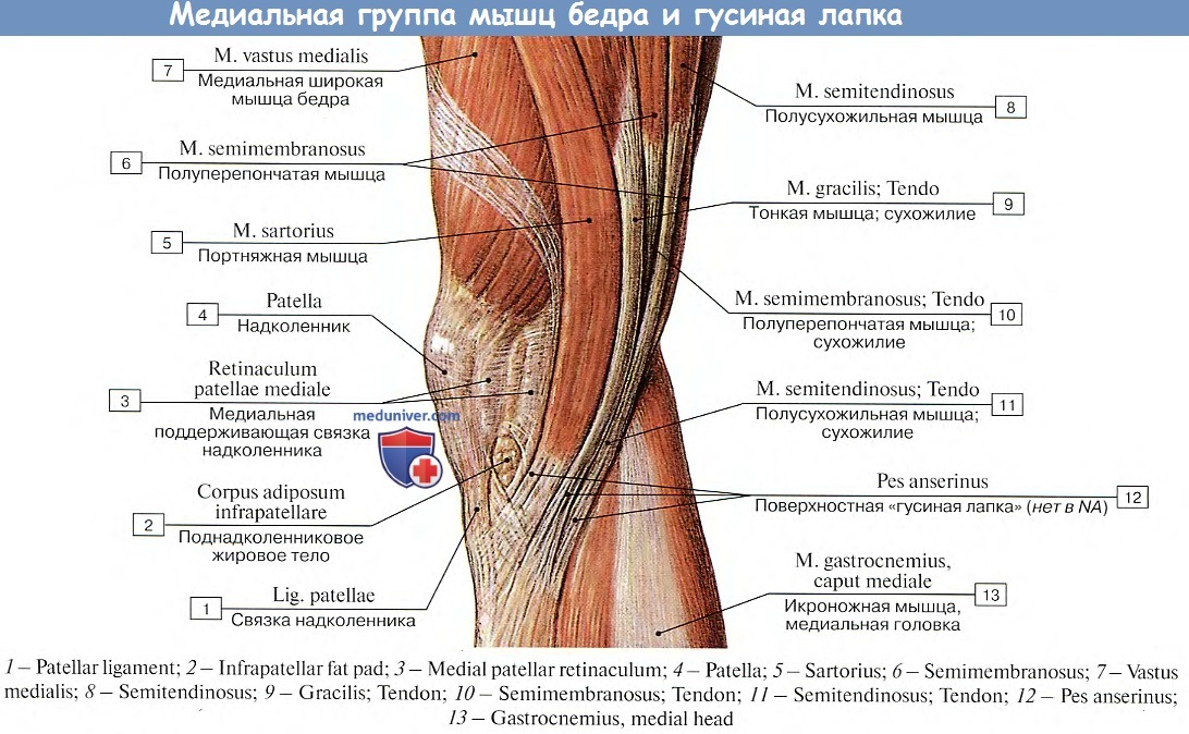 Где находится лапок. Строение гусиной лапки коленного сустава. Поверхностная гусиная лапка коленного сустава анатомия. Коленный сустав мышцы сбоку. Медиальная группа мышц бедра анатомия.