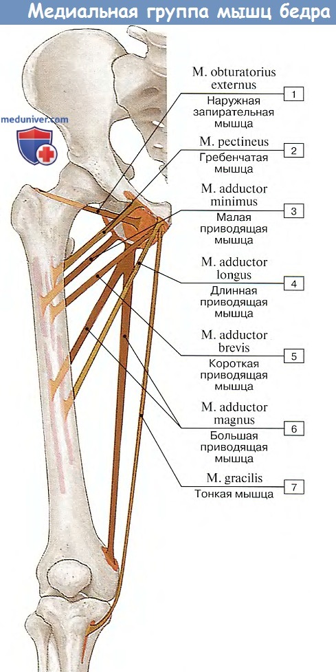 Анатомия: Медиальная группа мышц бедра