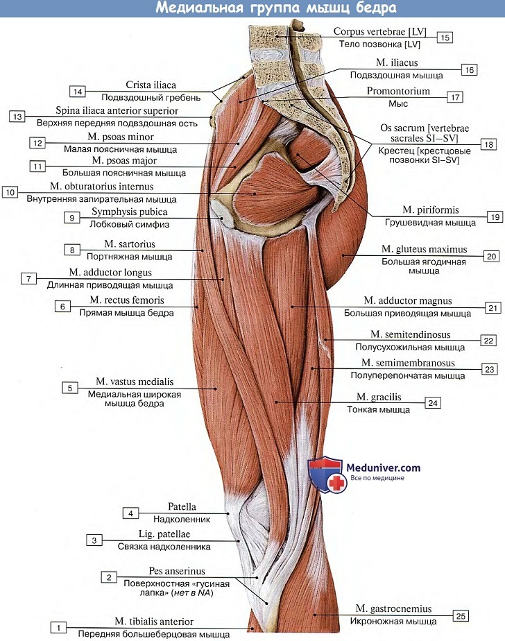Анатомия: Медиальная группа мышц бедра