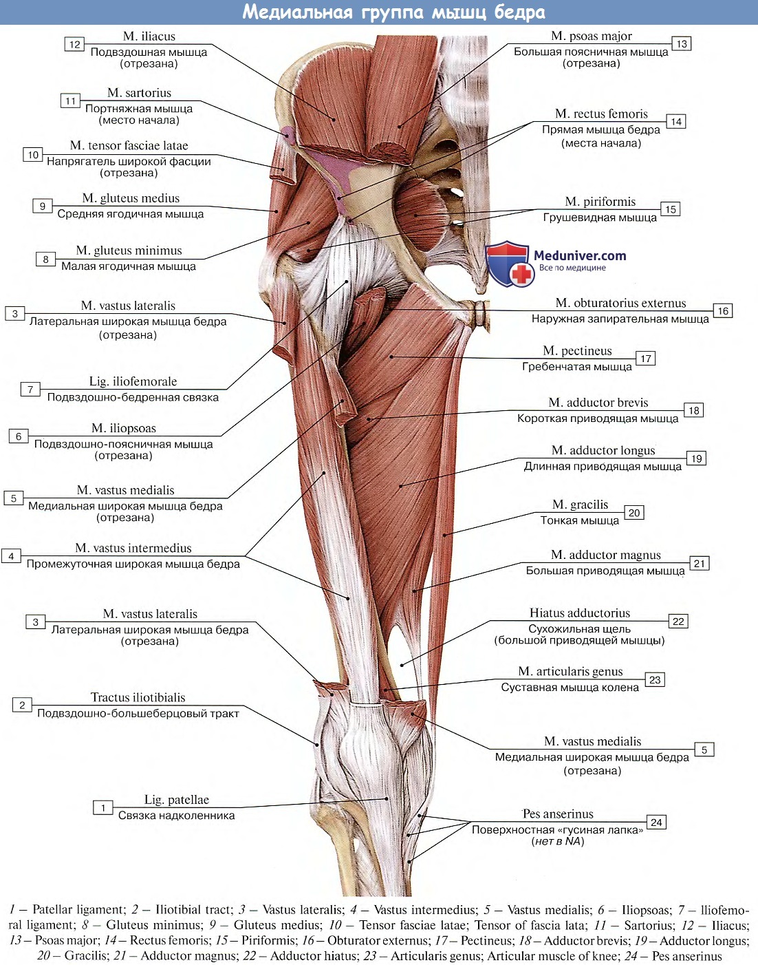 Приводящие латынь. Мышцы бедра анатомия Синельников. Мышцы нижней конечности медиальная группа. Медиальная группа мышц бедра. Медиальные мышцы бедра анатомия.