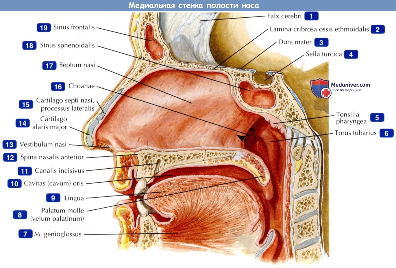 Медиальная стенка полости носа - по атласу анатомии