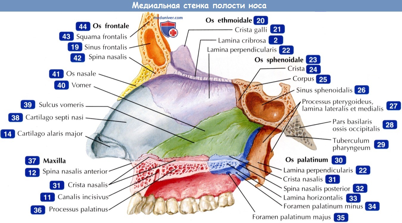 Медиальная стенка полости носа - по атласу анатомии