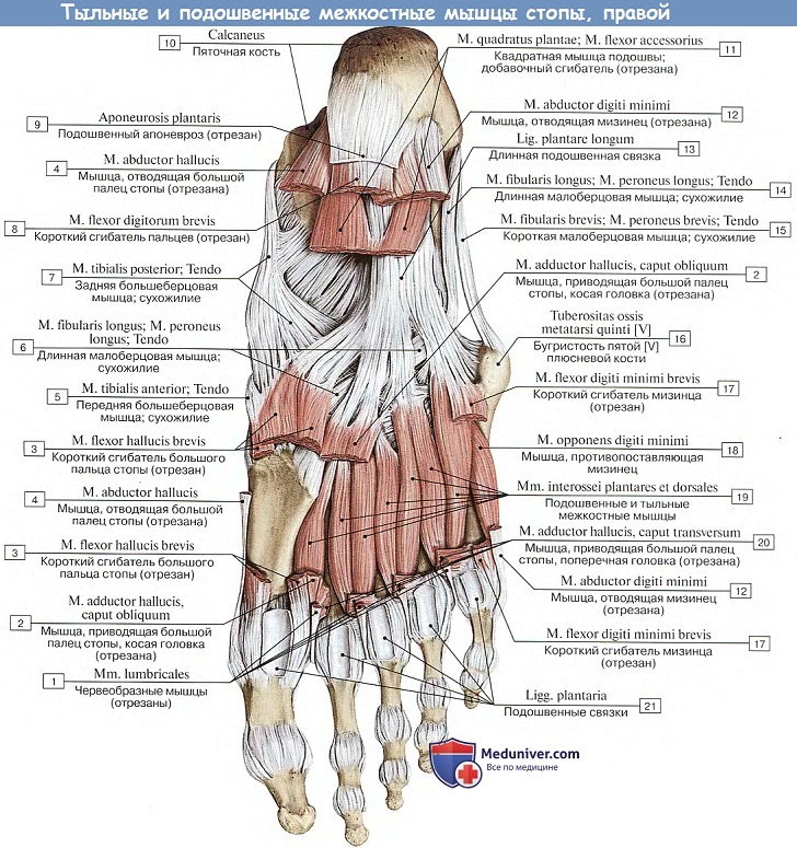 Анатомия: Межкостные мышцы стопы