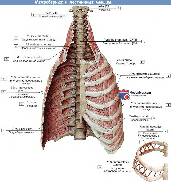 Анатомия: Межреберные и лестничные мышцы