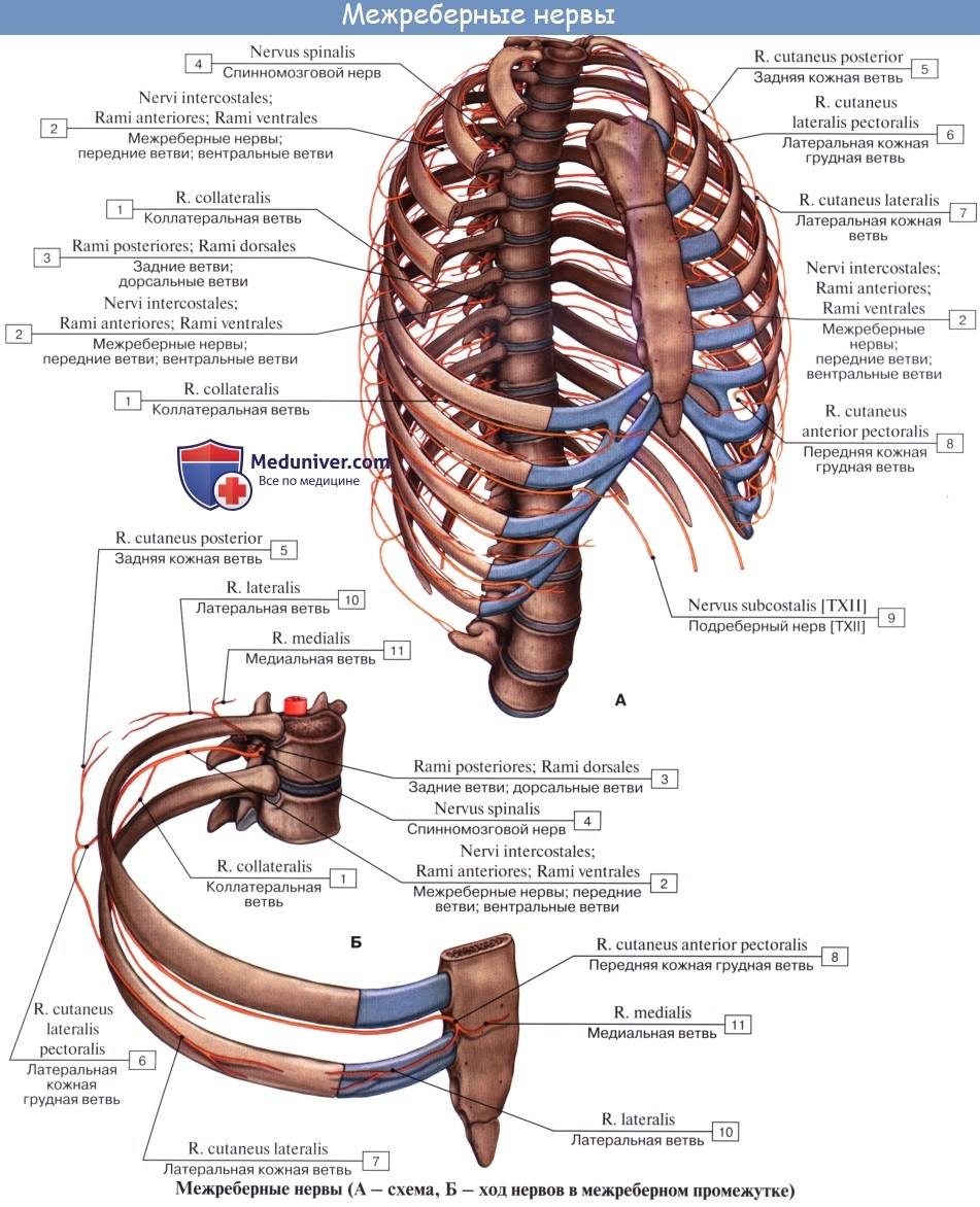 Анатомия: Межреберные нервы, nn. intercostales