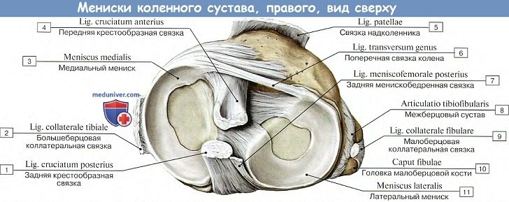 Анатомия: Мениски