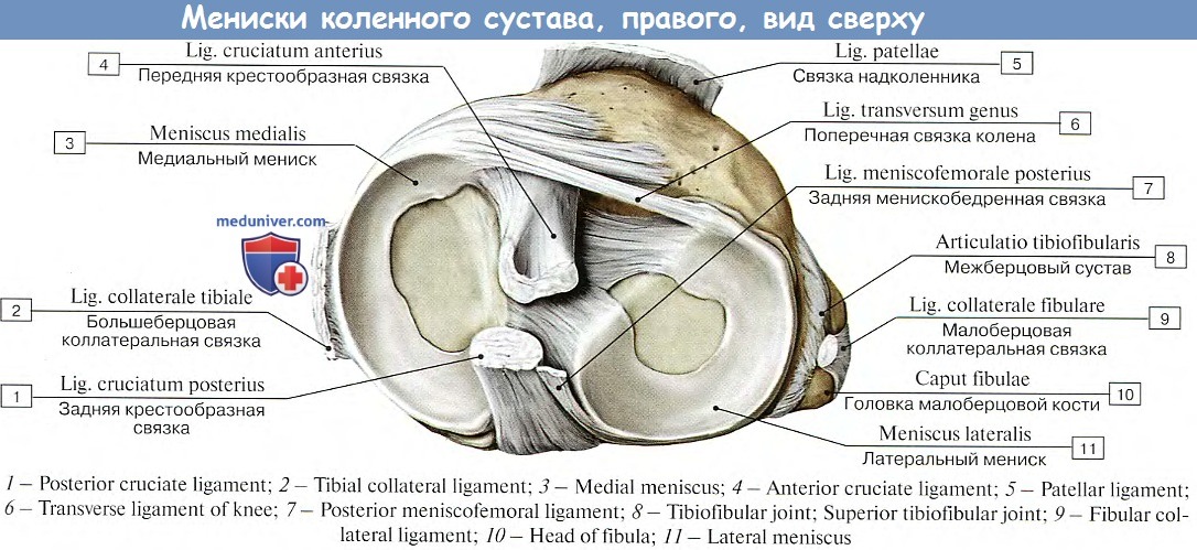 Связка мениска колена