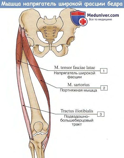 Анатомия: Мышца напрягатель широкой фасции бедра