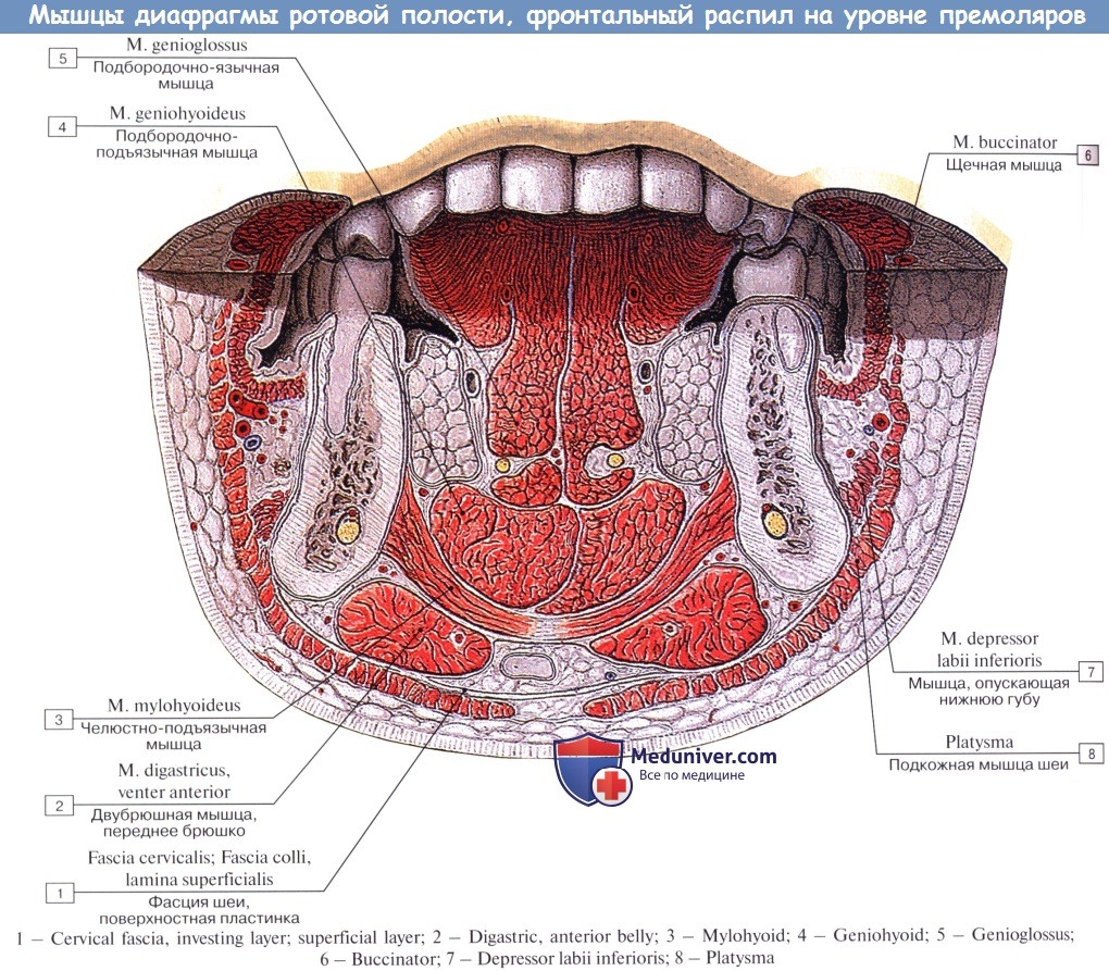 Пространства полости рта. Дно ротовой полости топографическая анатомия. Подчелюстная диафрагма анатомия. Мышца, образующая дно полости рта (Diaphragma Oris):. Мышцы дна полости рта топографическая анатомия.