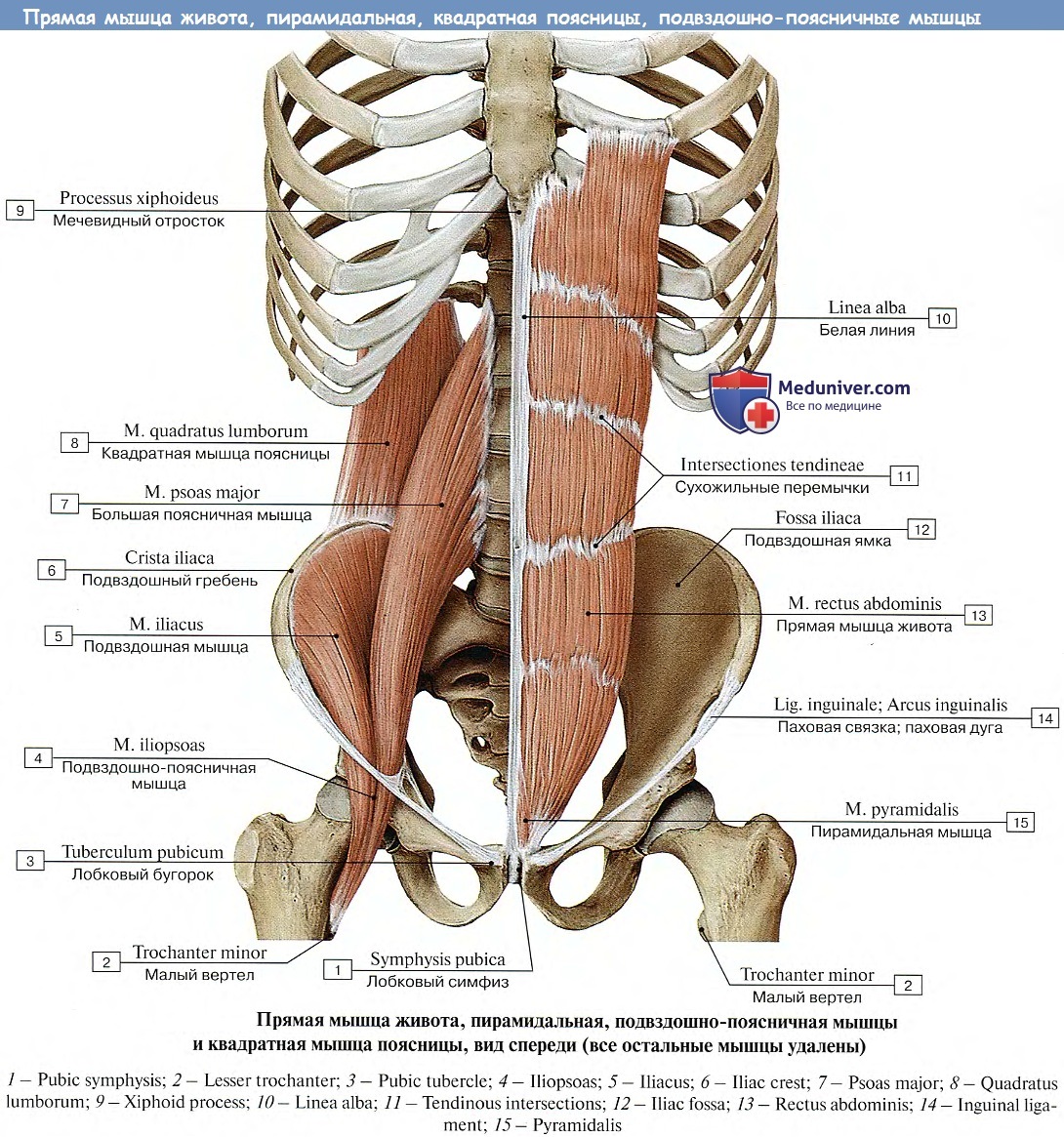 Анатомия : Мышцы живота.