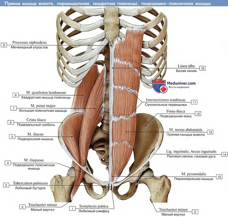 Анатомия: Мышцы живота, вид спереди