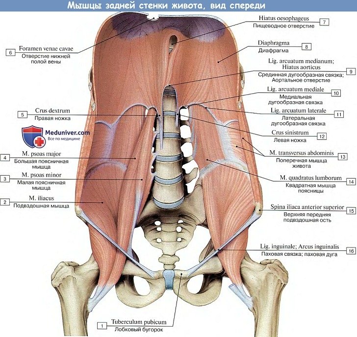 Анатомия: Мышцы задней стенки живота
