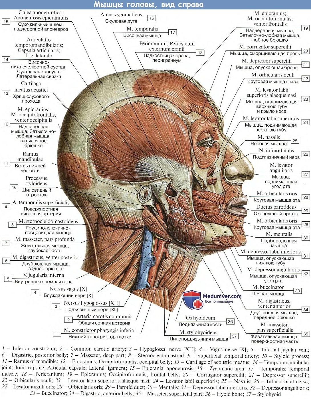 Нижний затылок. Мимические мышцы лица анатомия вид сбоку. Мышцы головы сбоку анатомия. Строение черепа и мышц лица. Мышцы головы анатомия Синельников.