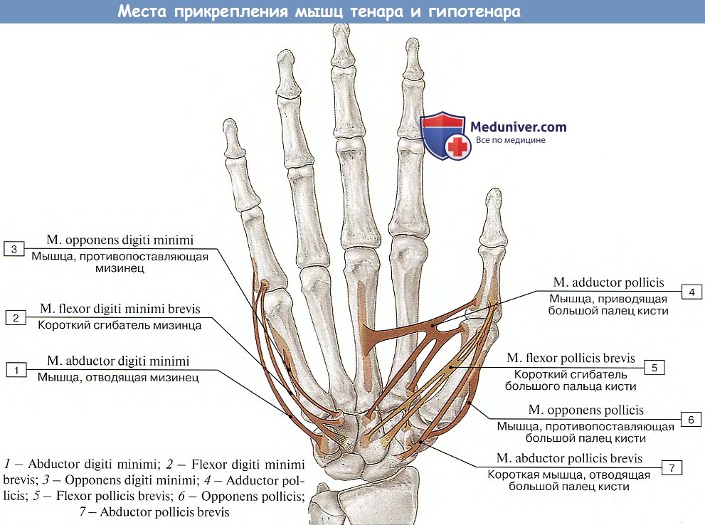 Строение пальца руки человека фото с описанием