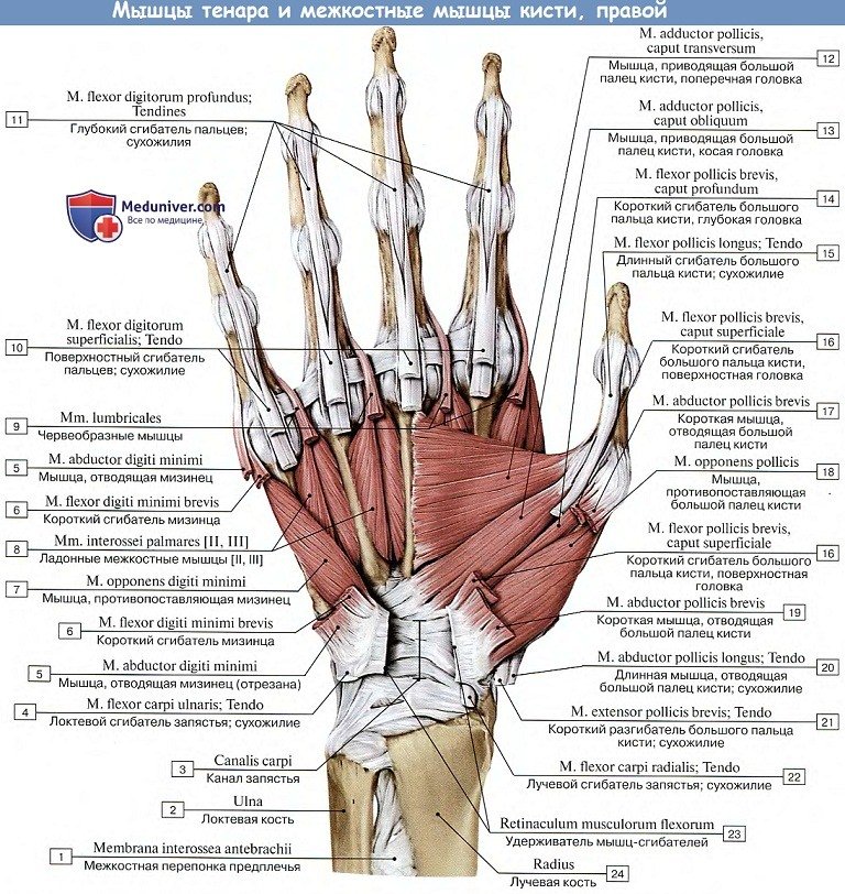 Анатомия: Мышцы кисти