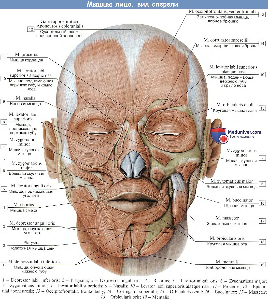 Анатомия : Мимические мышцы или мышцы лица. Мышцы окружности глаз. Мышцы окружности рта. Мышцы окружности носа.