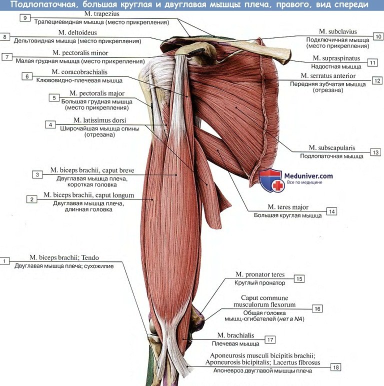 Анатомия: Мышцы плеча