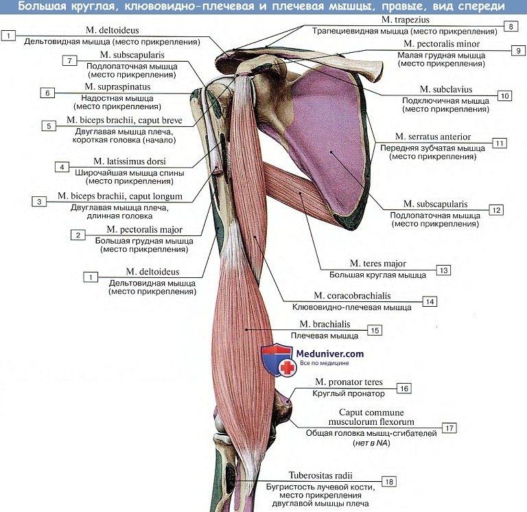 Анатомия: Мышцы плеча