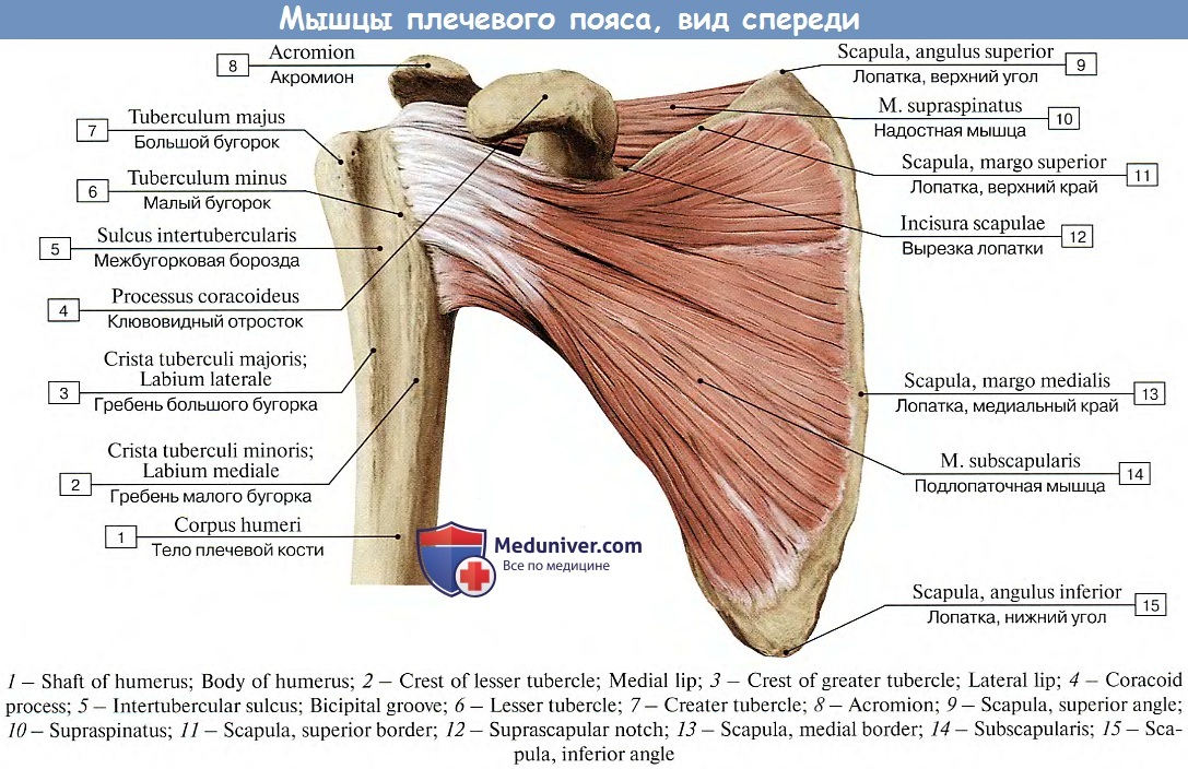 Гребень латынь. Бугорок плечевой кости мышцы. Подлопаточная мышца верхней конечности. Мышцы спины крепление к плечевой кости. Надостная мышца плечевого сустава анатомия.