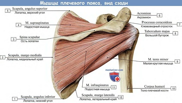 Анатомия: Мышцы плечевого пояса