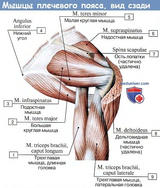 Анатомия: Мышцы плечевого пояса