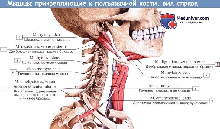 Анатомия: Мышцы прикрепляющиеся к подъзычной кости