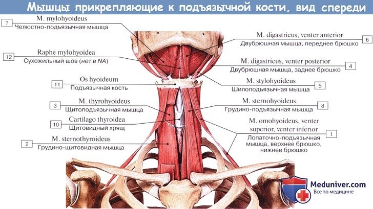 Анатомия: Мышцы прикрепляющиеся к подъзычной кости