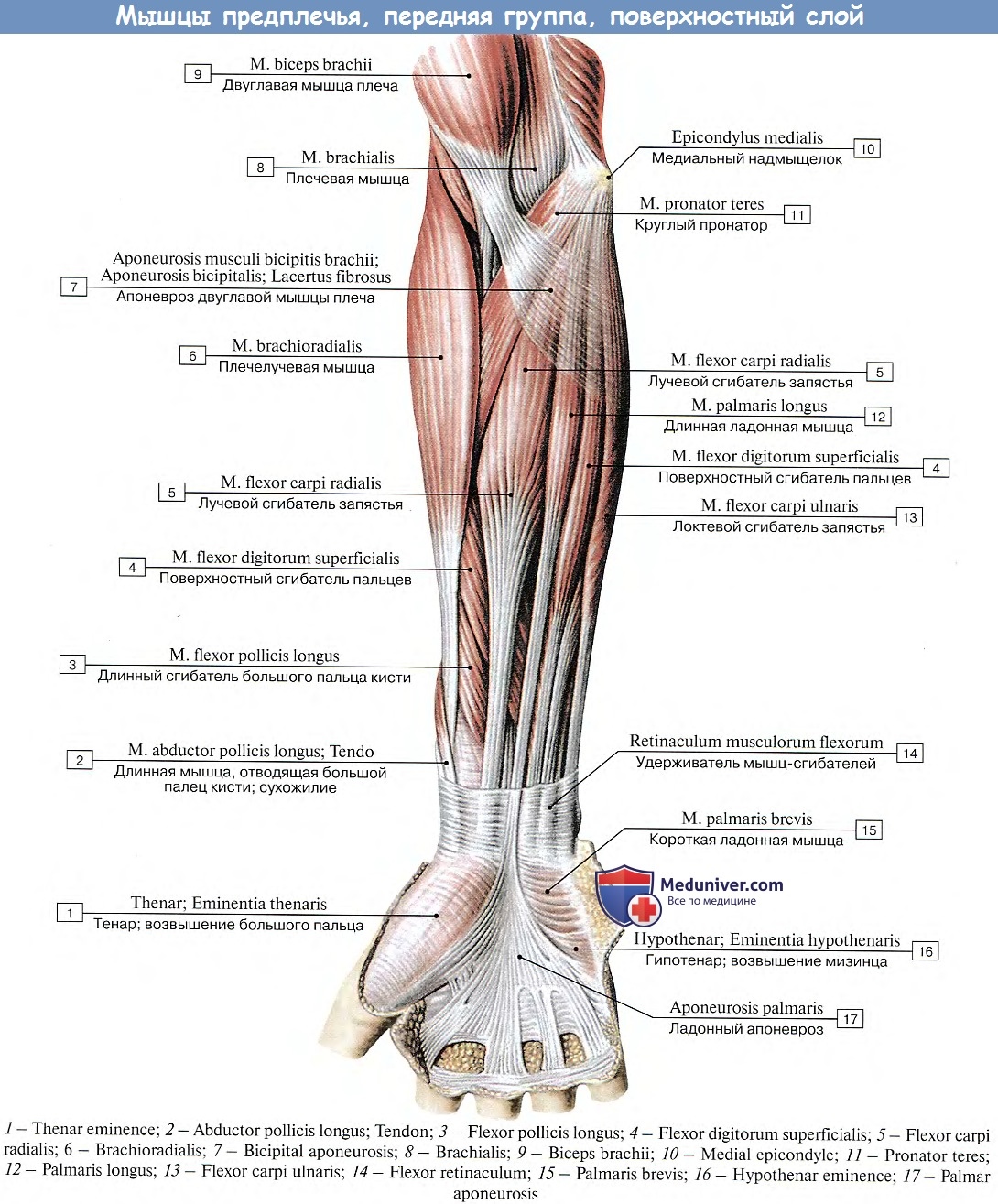 Сгибатель латынь. Передняя группа мышц предплечья первый слой. Мышцы локтевого сустава анатомия. Мышцы предплечья передняя группа на латыни. Локтевой сгибатель кисти мышца.