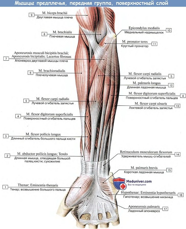 Анатомия: Мышцы предплечья, передняя группа