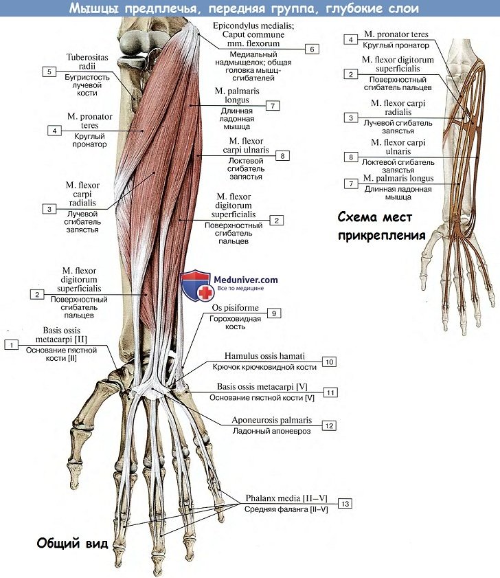 Анатомия: Мышцы предплечья, передняя группа
