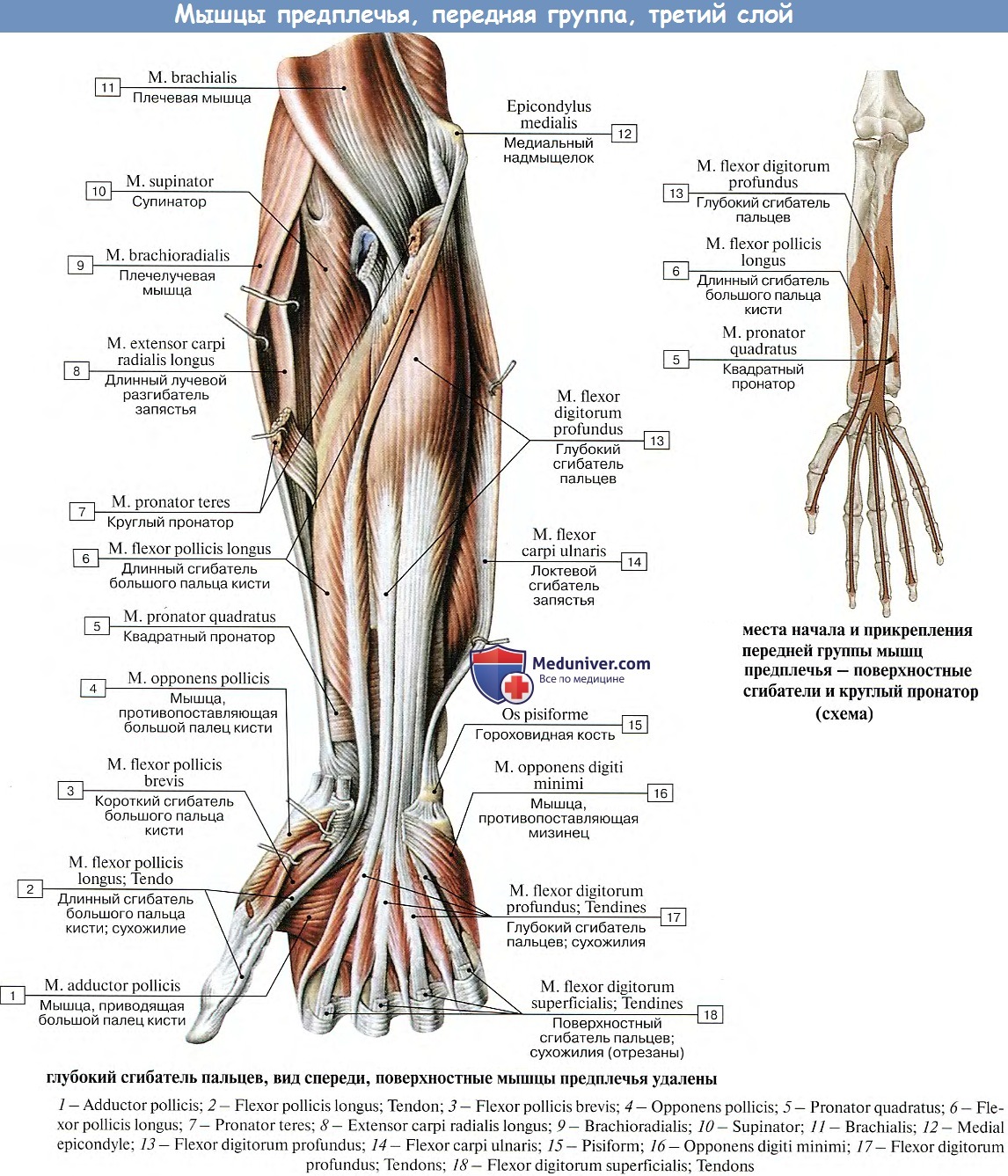 Сгибатель латынь. Мышцы предплечья передняя поверхностные. Передняя группа сгибателей предплечья. Мышцы предплечья анатомия передняя группа. Поверхностные мышцы предплечья анатомия.