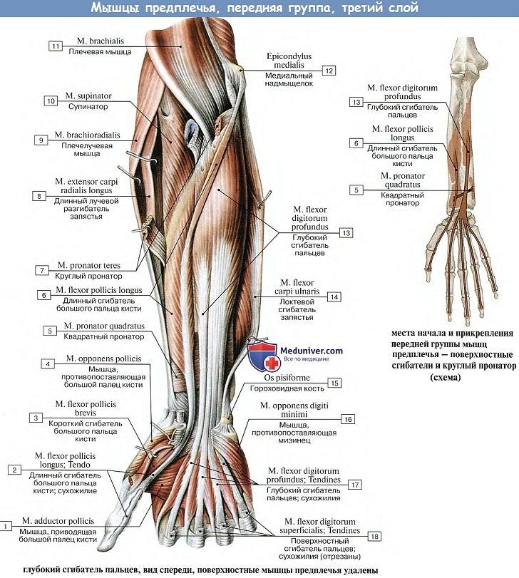 Анатомия: Мышцы предплечья, передняя группа, третий слой