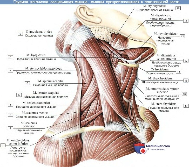 Анатомия: Поверхностные мышцы шеи (подкожная и другие)