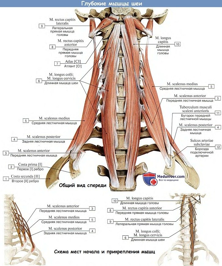 Анатомия: Глубокие мышцы шеи