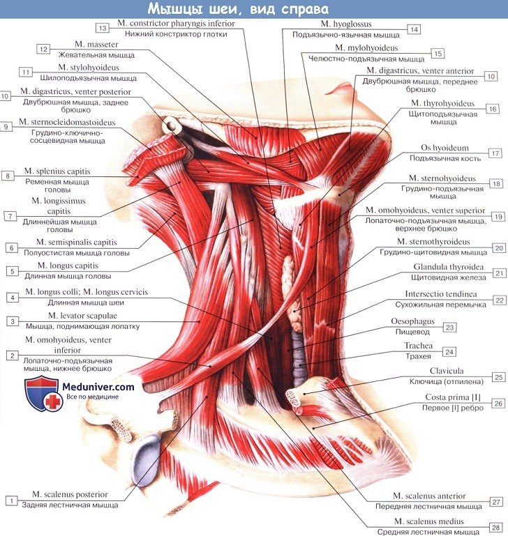 Анатомия: Мышцы шеи