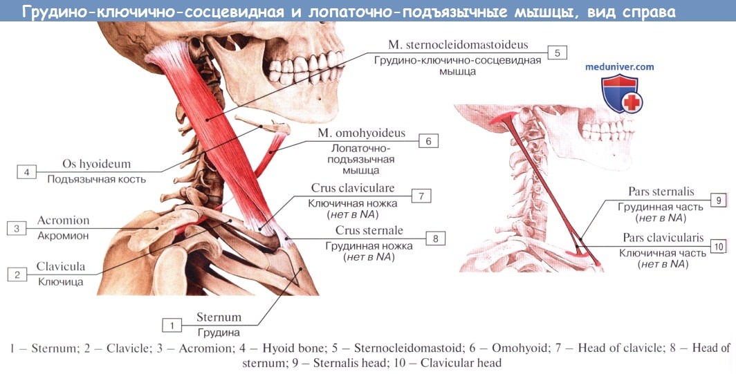 Грудино Ключично Сосцевидная Мышца Где Находится Фото