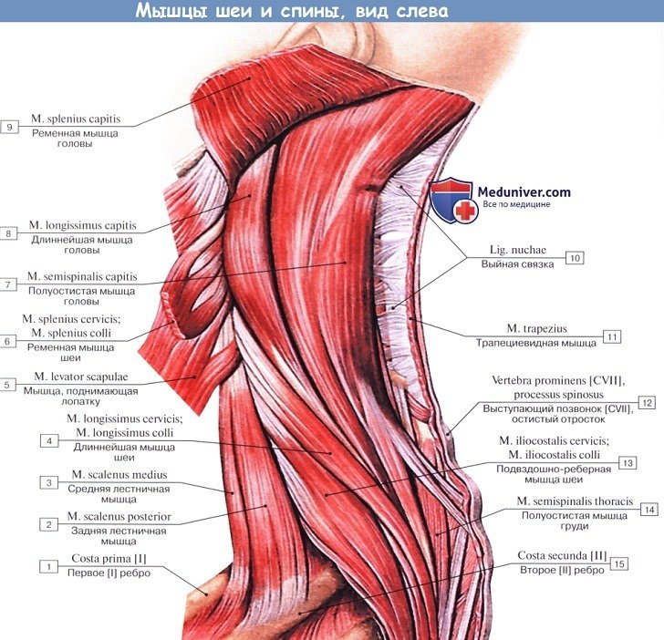 Анатомия: Анатомия мышц шеи и спины