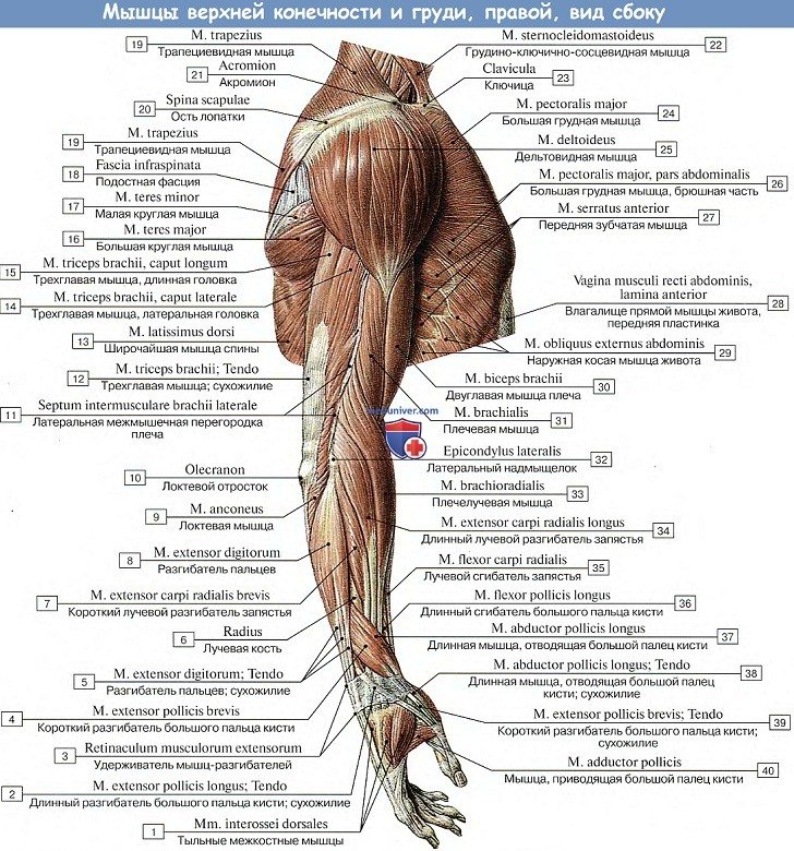 Анатомия: Мышцы верхней конечности