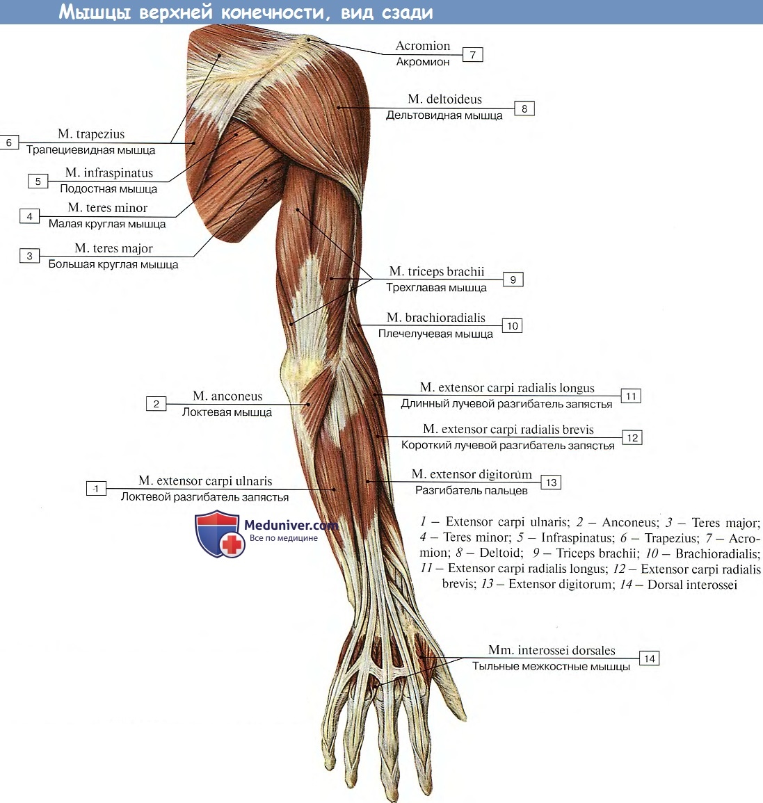 Анатомия мышц рук человека. Мышцы и фасции верхней конечности. .Мышцы верхней конечности (плечо и предплечье). Мышцы верхней конечности анатомия строение.