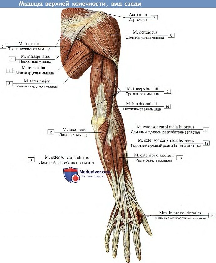 Анатомия: Мышцы верхней конечности