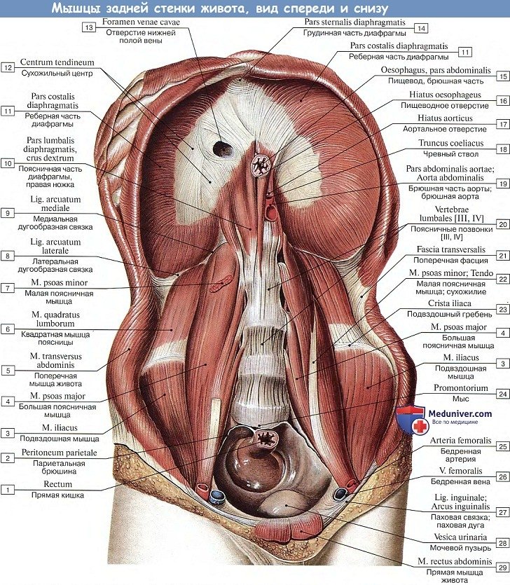 Анатомия: Диафрагма и мышцы задней стенки живота
