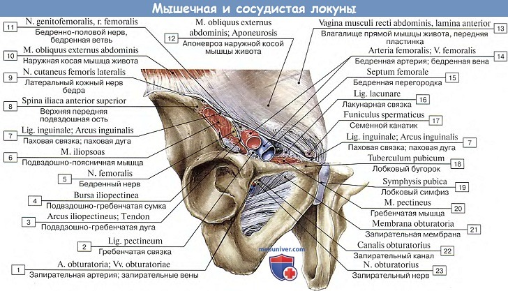 Анатомия: Мышечная и сосудистая локуны