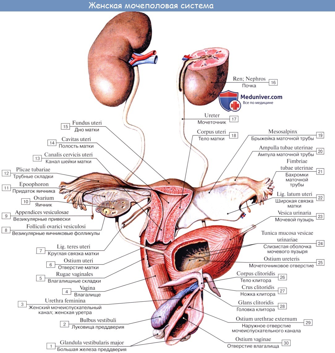 Анатомия: Мочеполовая система, systema urogenitale. Мочевые органы, organa urinaria