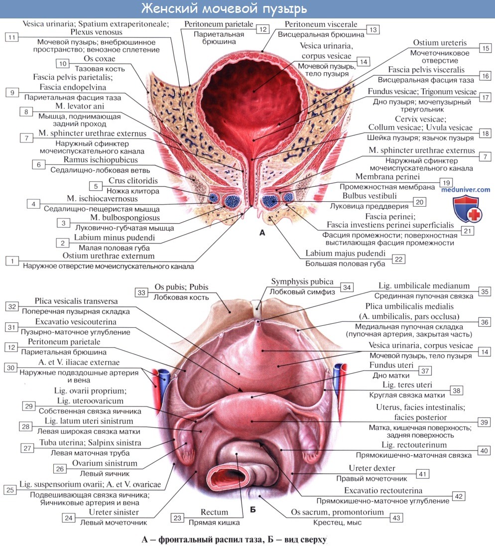 Анатомия: Мочевой пузырь. Стенки мочевого пузыря